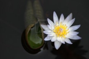 8045895-nice-small-white-purple-water-lily-on-the-dark-water-surface